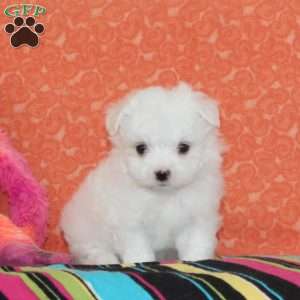 Austin, Maltipoo Puppy